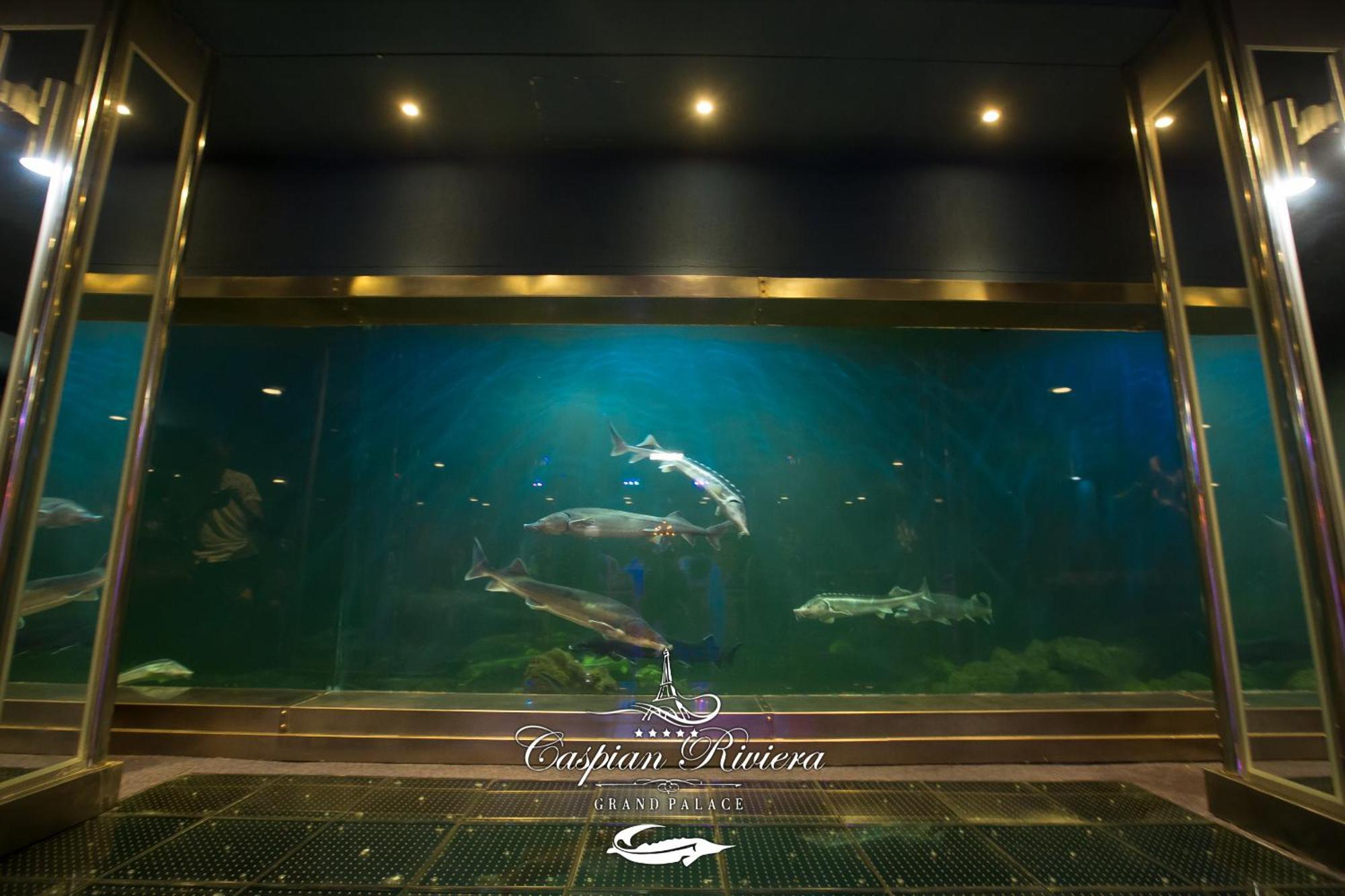 Caspian Riviera Grand Palace Hotel 악타우 외부 사진 Dolphins at the aquarium